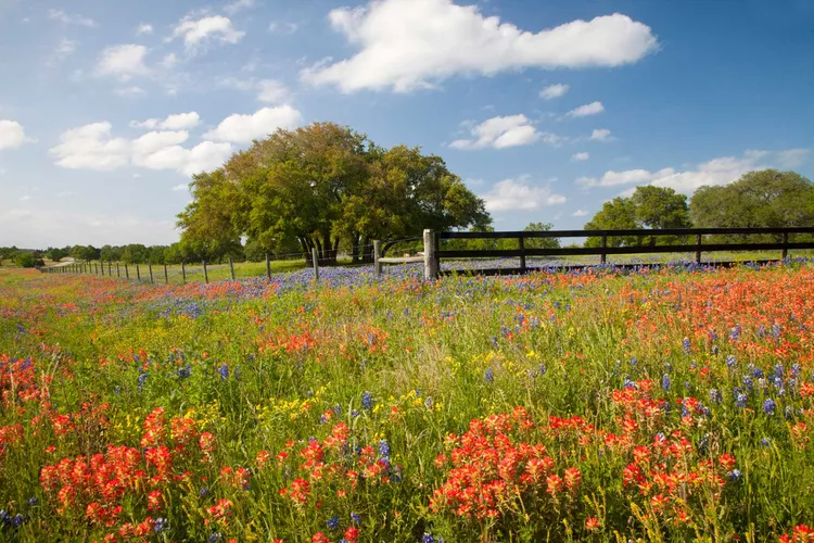 hill-country-texas-wildflowers-lead-TXFLWRDTRP0222-7ba1d23ca667424883ba4983c99e7f8b